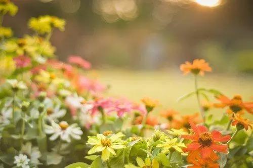 深夜人生感悟的句子说说心情图片,花开时与花落时的心情与人生感悟