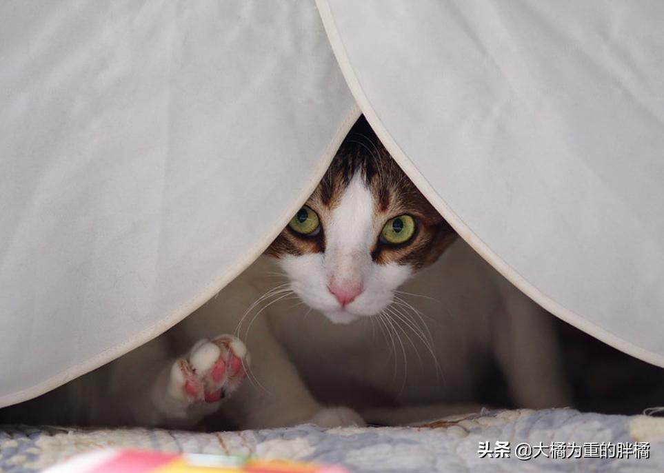 生气的小猫咪怎么哄,生气的猫怎么哄