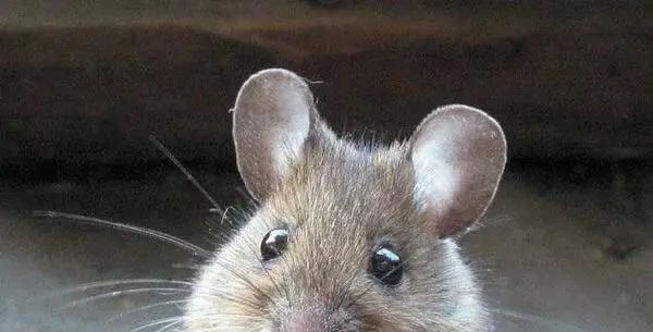 寿命最短的动物蜉蝣,动物寿命最短的是哪种