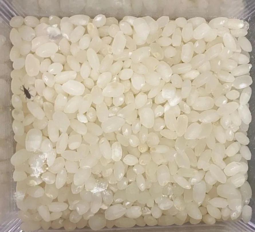 顾小稻说丨天气一热,米虫出没,除米虫这招最好使