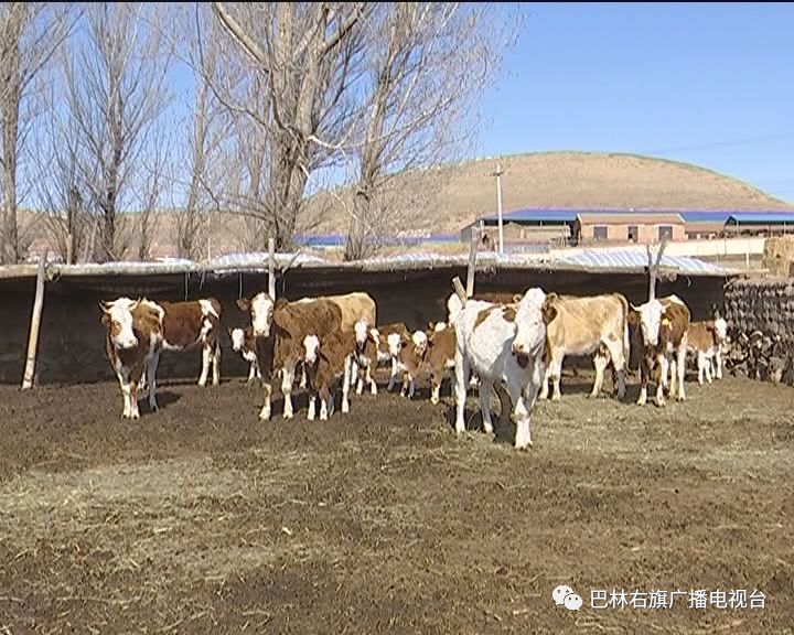 赤峰巴林左旗大板镇,巴林右旗大板镇发展