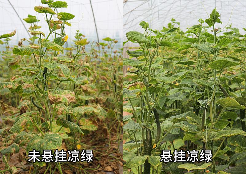 夏天大棚黄瓜防止化瓜方法,瓜类蔬菜怎么处理