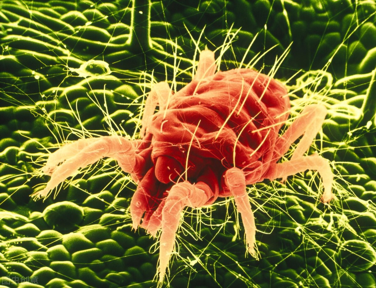 草莓红蜘蛛防治绝招,消灭草莓红蜘蛛的最佳方法不用药