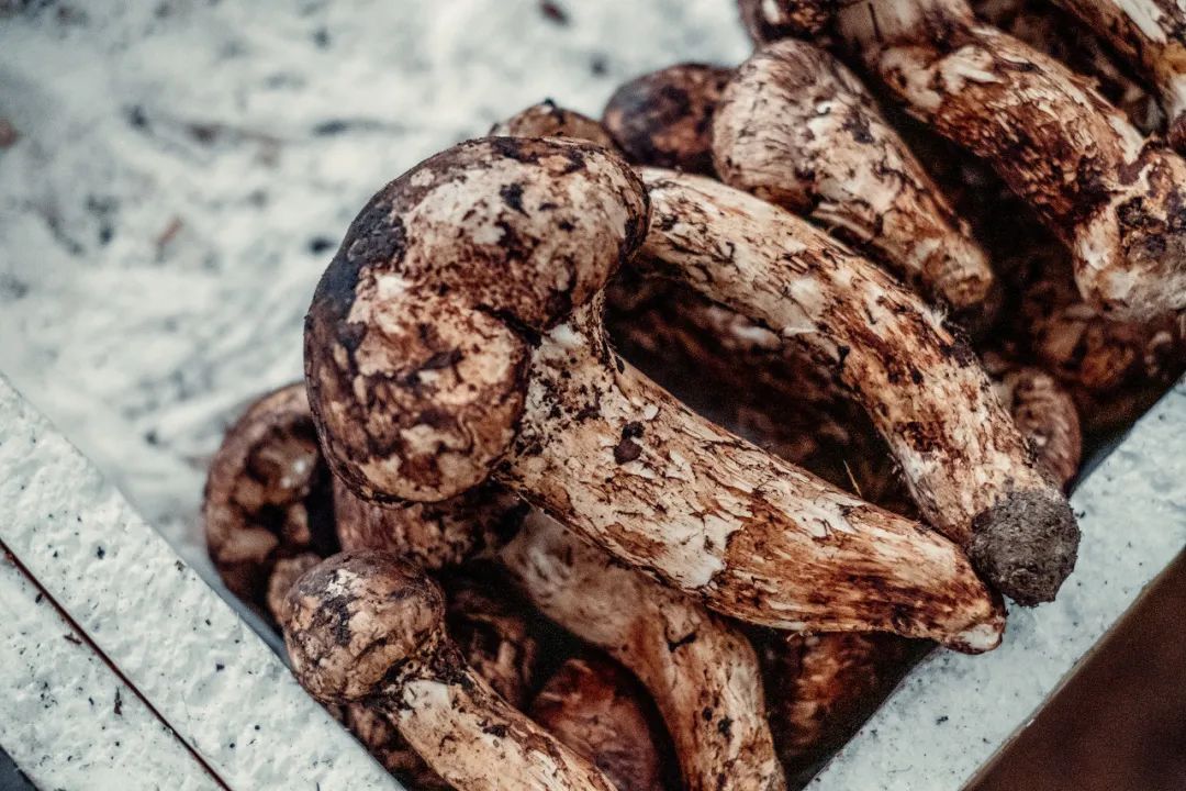 最新十大野生菌,野生菌陆续上市质优价稳