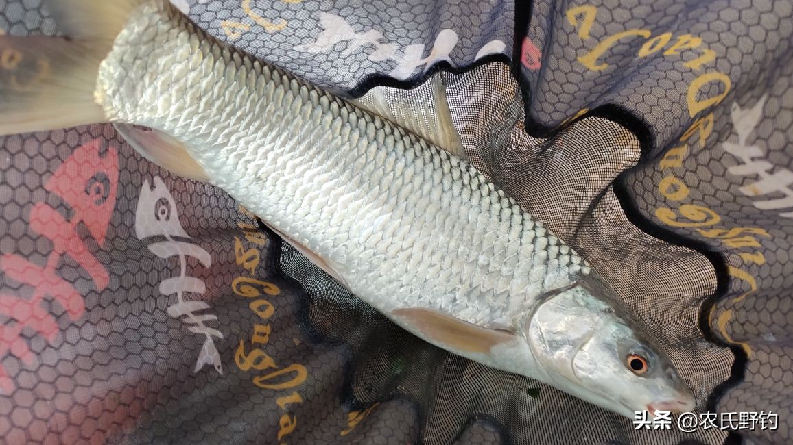 钓鲮鱼用什么钓法效果好,钓鲮鱼如何调钓