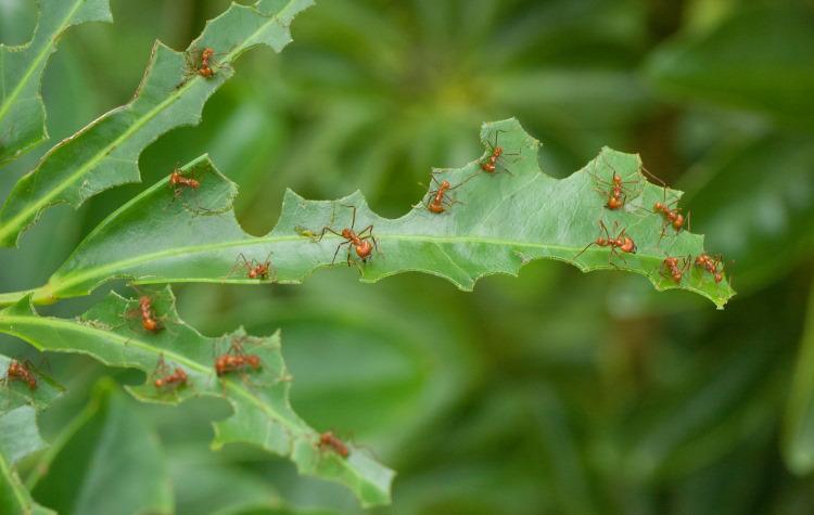 这里是蚂蚁农场，我种田的地方！