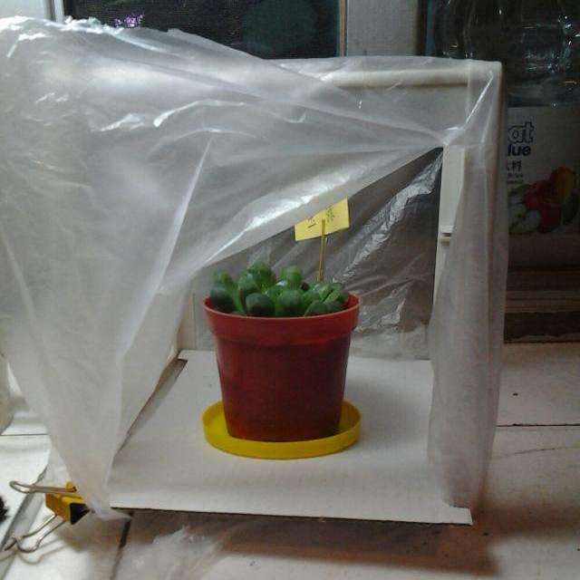 绿萝冻伤,绿萝被冻伤怎么补救