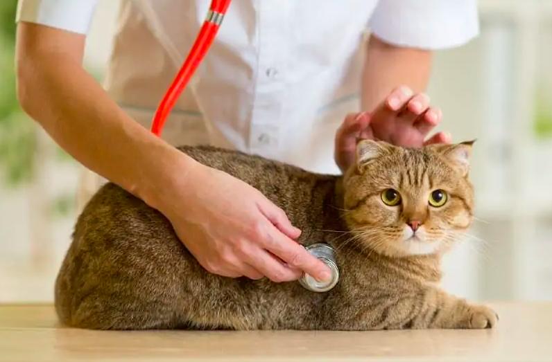 猫咪粘铲屎官,猫猫超粘人