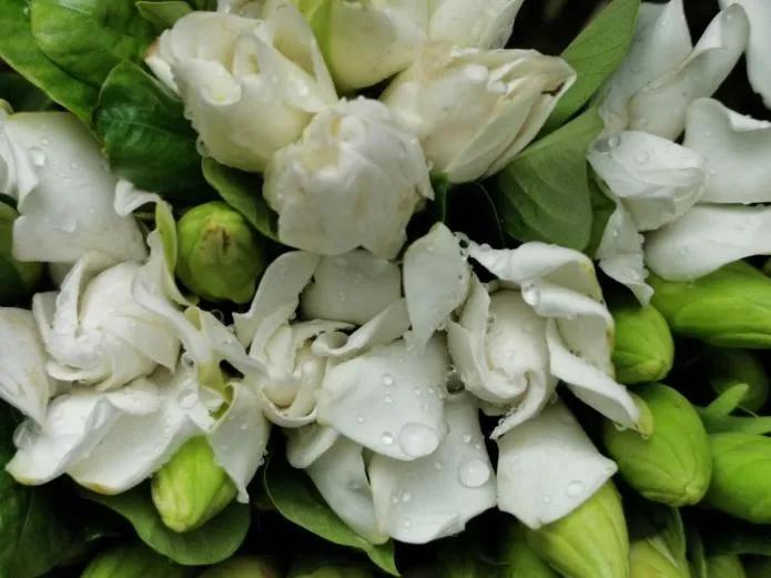 栀子花鲜花花期多久,栀子花怎么花期更久