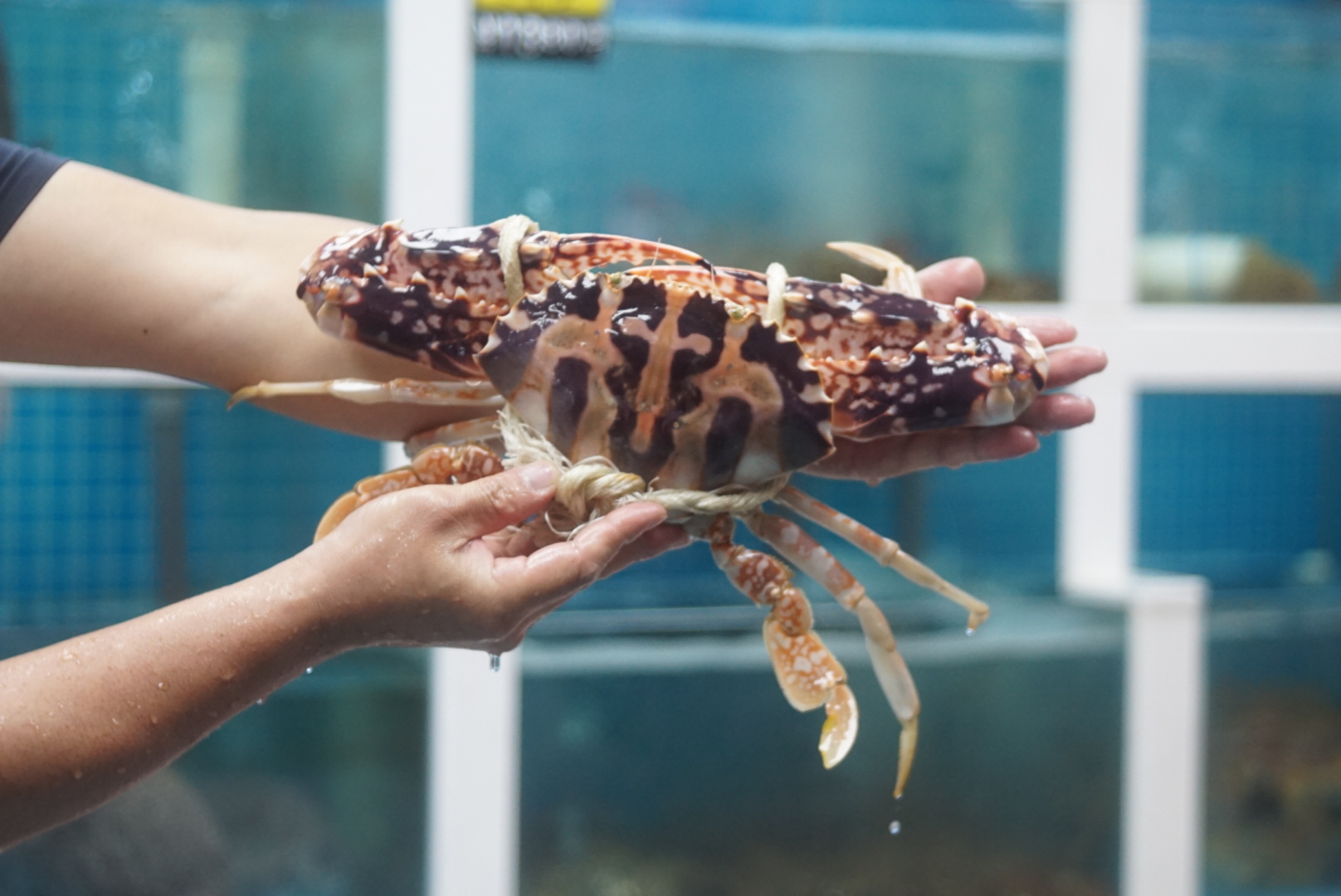 来来海鲜,旧店迁新址,老板直说我们家的菜都好吃,来过都想再来