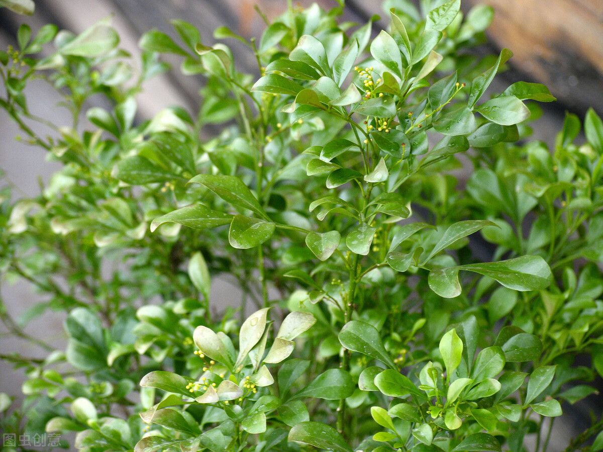 原土正宗米兰花盆栽四季开花阳台,米兰花怎么养才会长得茂盛又好看