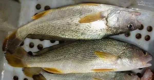 荣成哪种海鲜最值得信赖,荣成海鲜市场最大的螃蟹有多大