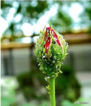 教你识别十大虫害,专治各种害虫图谱大全