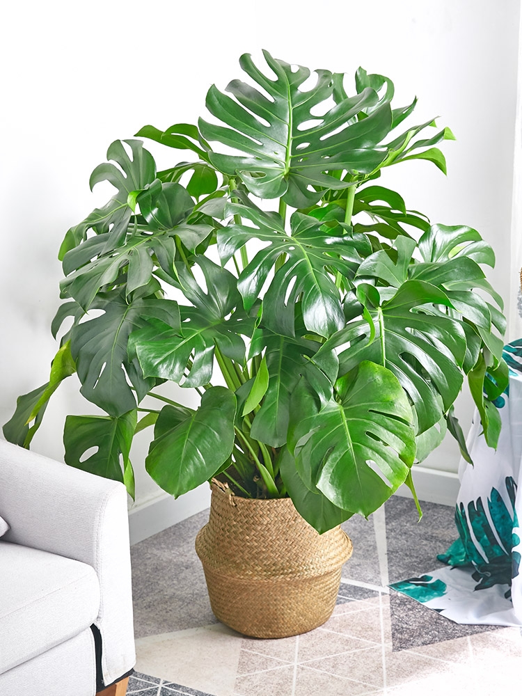 100种绿植大全,50种盆栽绿植花卉大全