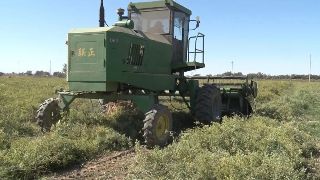 奇台县西地镇旱沟村种植3000亩小茴香喜获丰收