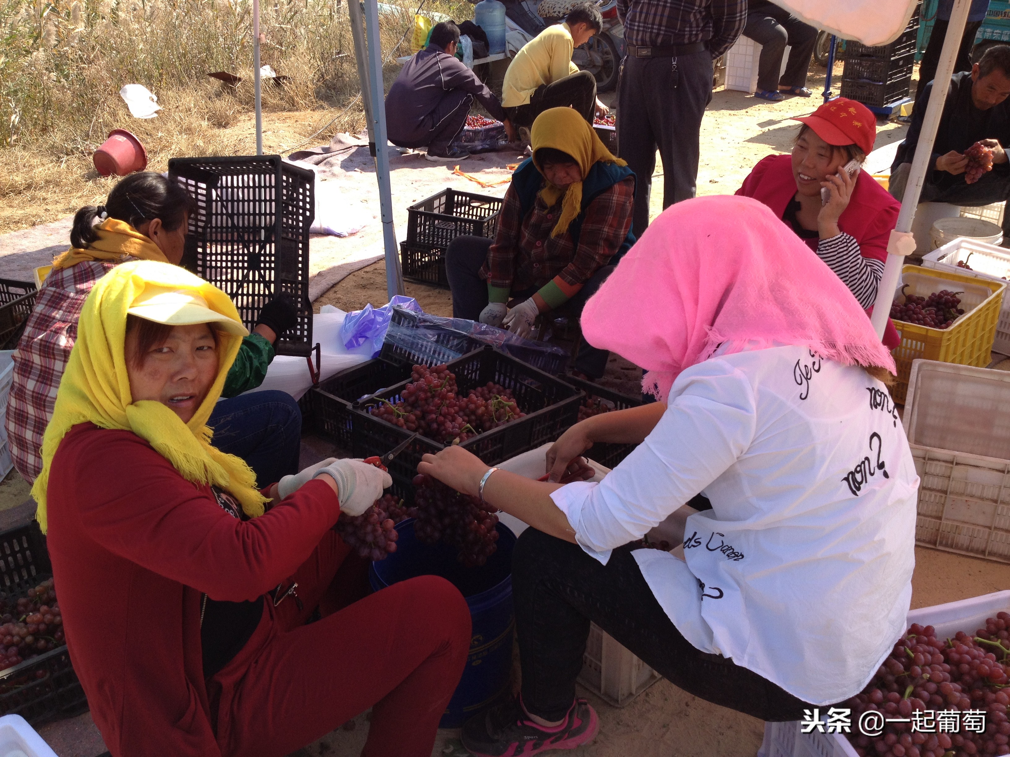 葡萄的来历小故事,收葡萄什么梗