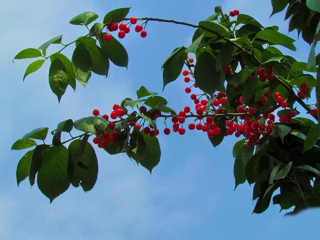 你想一边读书，一边写作挣点零花钱吗？梨花写作书院可以让你实现