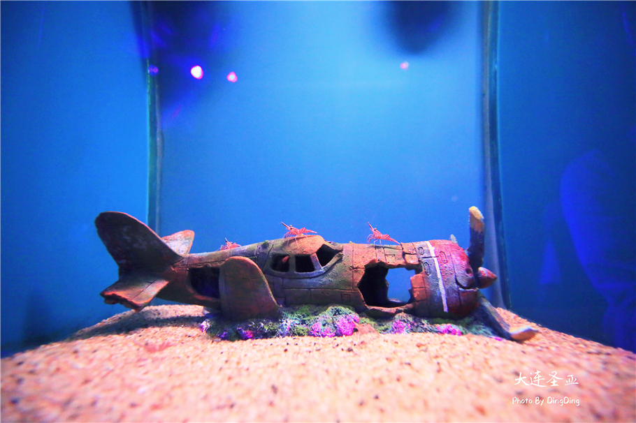 北方明珠活力四射的浪漫之都大连，国内最具特色的海洋世界圣亚