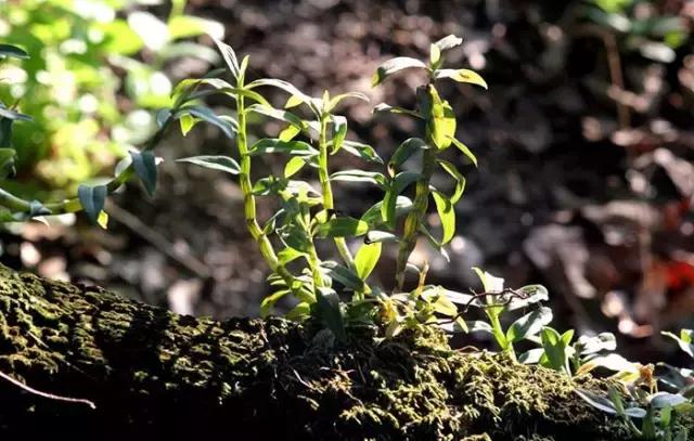 来仙海除了能把照片和记忆带回家，还有这些旅游商品任你挑