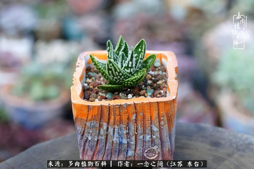 对多肉植物的爱心寄语,赏兰花感言