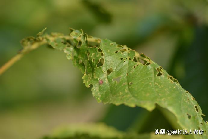 樱桃好吃树难栽下一句谚语是什么,樱桃好吃树难栽后一句是啥