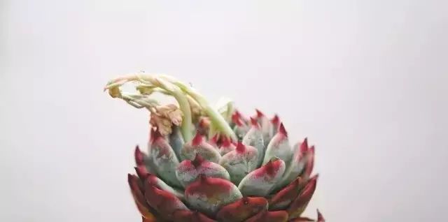 多肉花剑是个宝,多肉花剑可以干什么