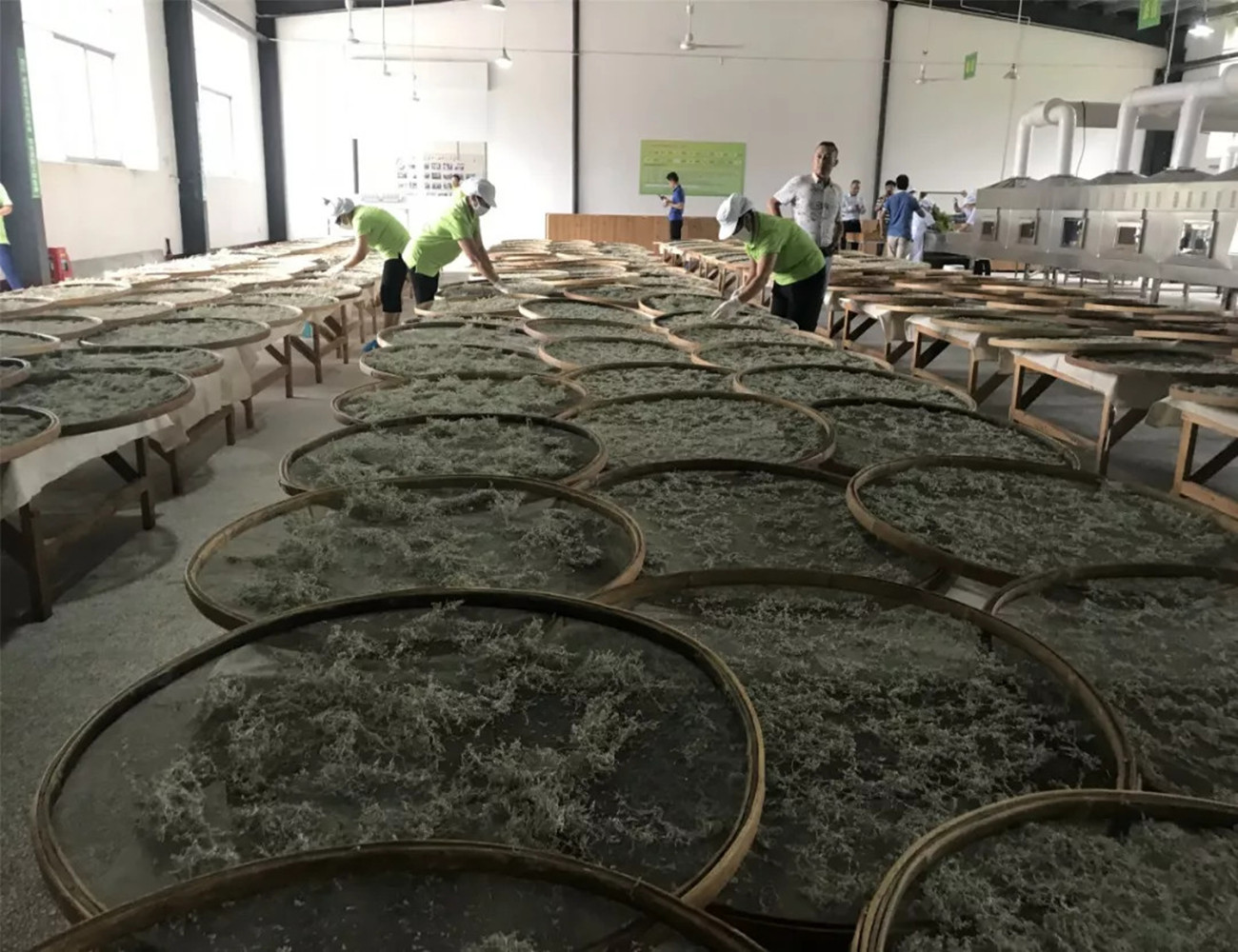 茅岩莓茶和张家界莓茶有什么区别,茅岩莓茶是凉性还是温性茶