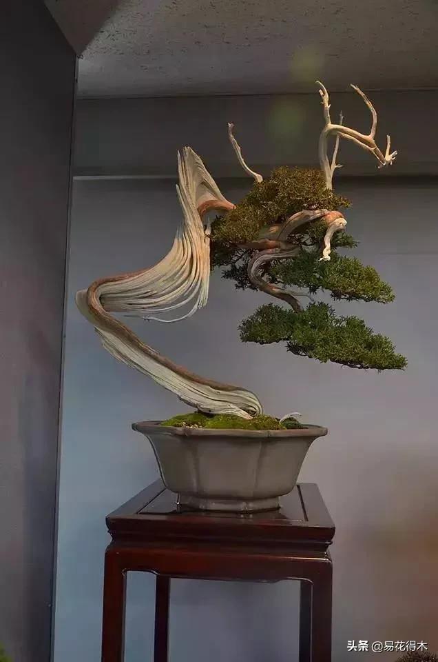 舍利干柏盆景造型,舍利干盆景怎么样