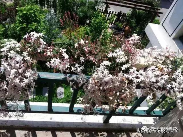 香味最好闻的十种花,一年四季都能闻到香味的四种花