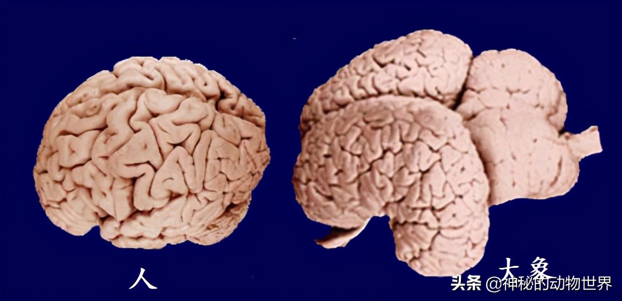 大象究竟有多聪明,大象的智商相当于人类多大