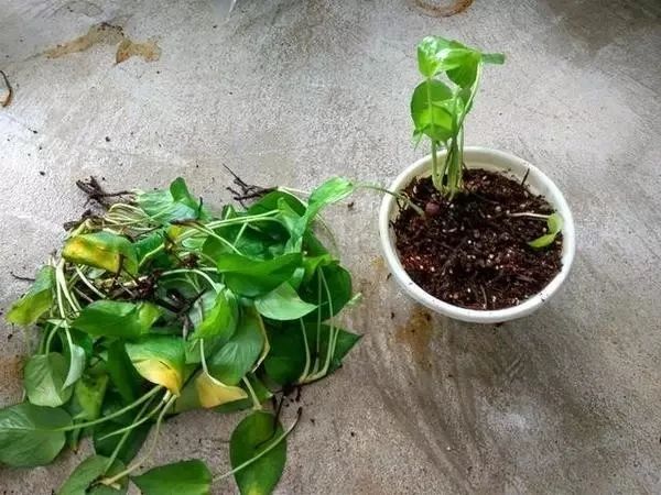 绿萝喜阴还是喜阳光好养些,绿萝喜阳还是喜阴喜干还是喜湿