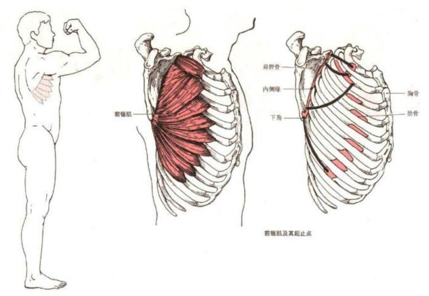 肩峰撞击肩关节疼痛怎么恢复,肩关节疼痛有可能是什么病