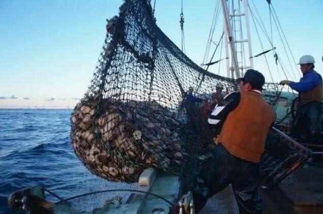 海上战争会炸死多少鱼,海上军演对鱼类的影响