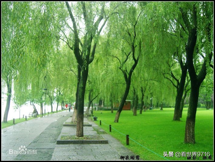 杭州西湖柳浪闻莺图片,杭州西湖风景名胜区柳浪闻莺