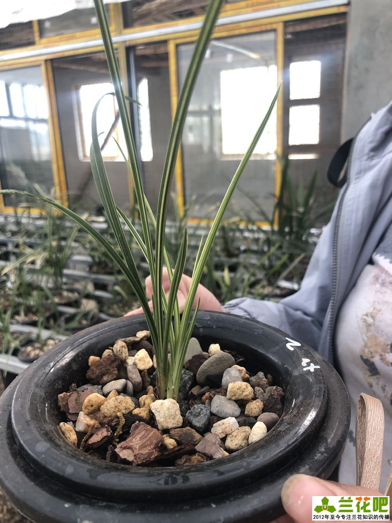 兰花直播间买兰花操作步骤,云南兰花直播拍卖