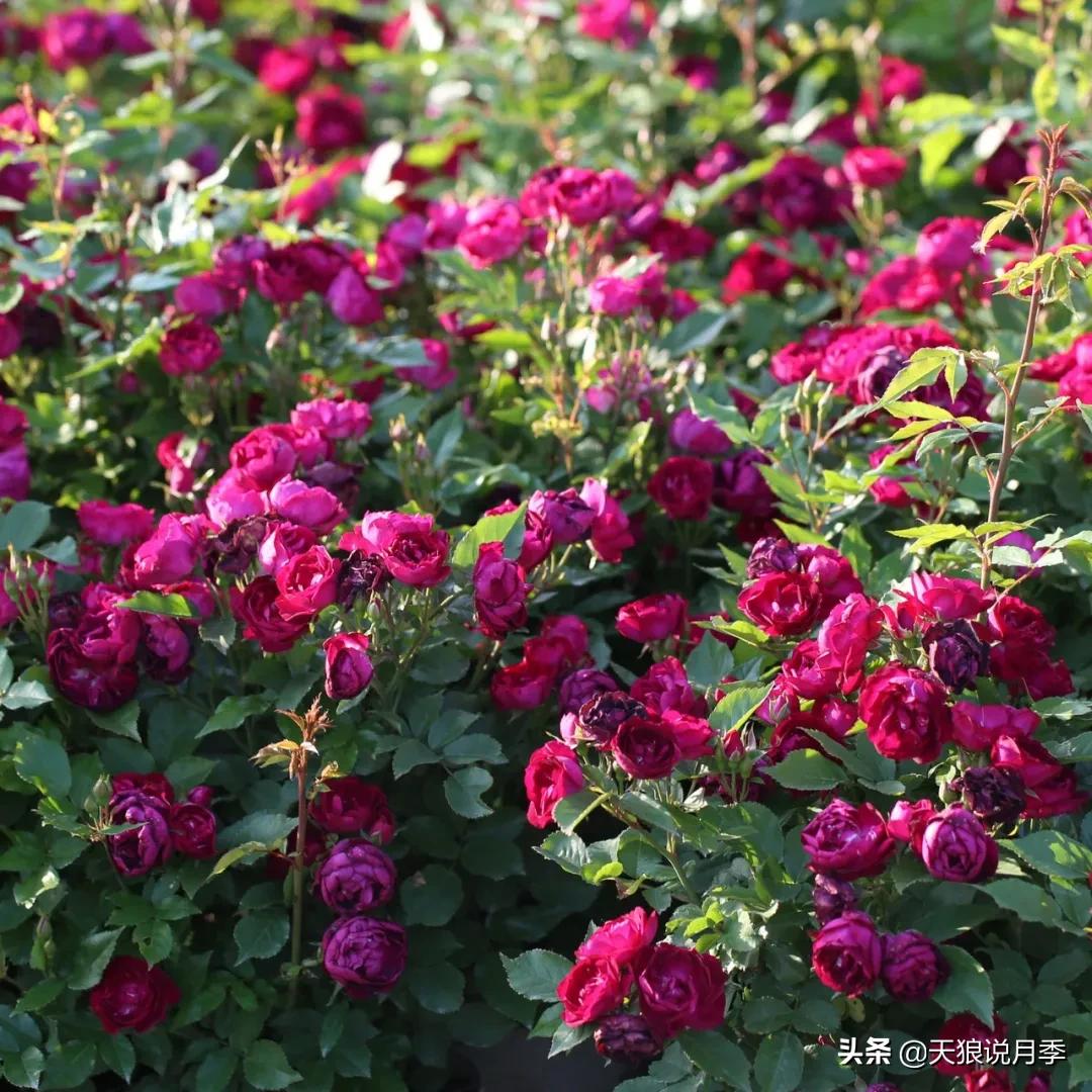 不容易，天狼自育终于打折了！空蒙只要50不到！