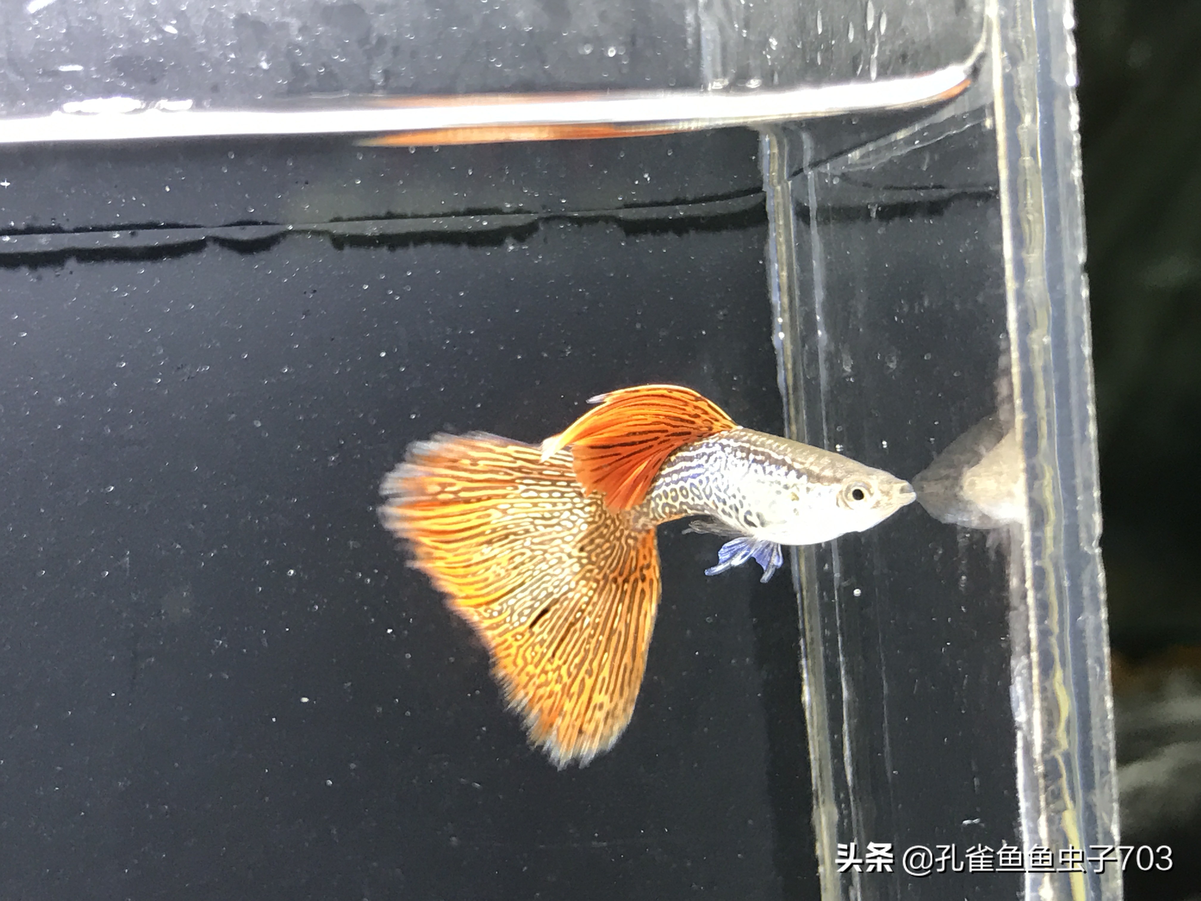 孔雀鱼什么时间配对,孔雀鱼最佳配对