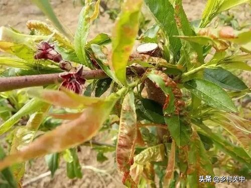 氨基寡糖素可以治桃树缩叶病吗,辛菌胺醋酸盐对桃树缩叶病有效吗