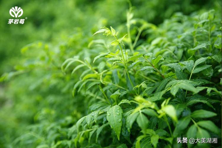 张家界莓茶产销数据,关于张家界莓茶产业发展