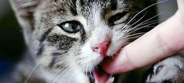 被宠物咬伤打完疫苗有效多久,被宠物咬了打疫苗前后要注意什么