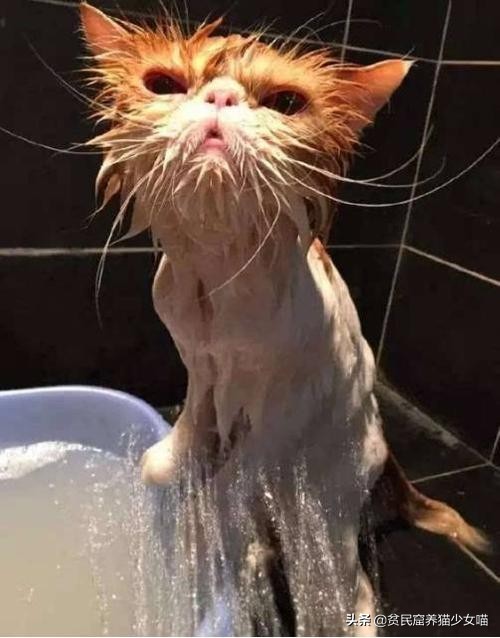 洗猫妙招,洗猫绝招