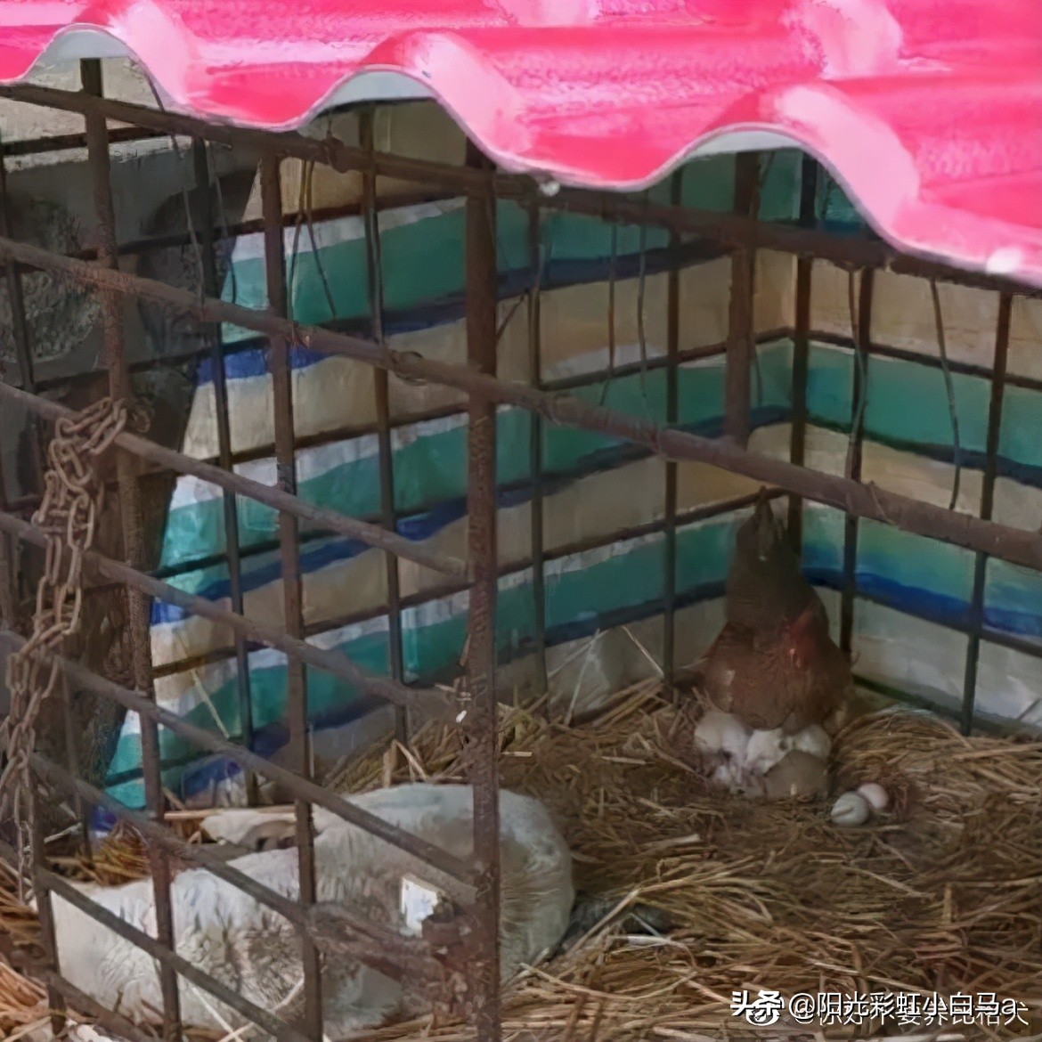 自从买了条Gucci的皮带后，现在连穿羽绒服都塞在裤子里