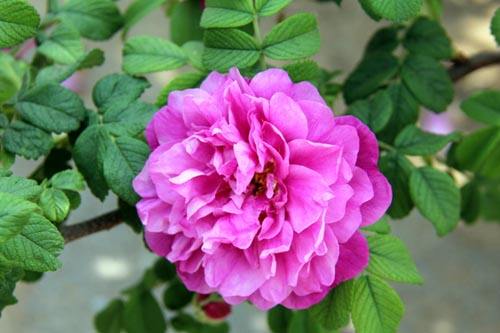 平阴玫瑰甲天下简介,平阴玫瑰和玫瑰花的区别