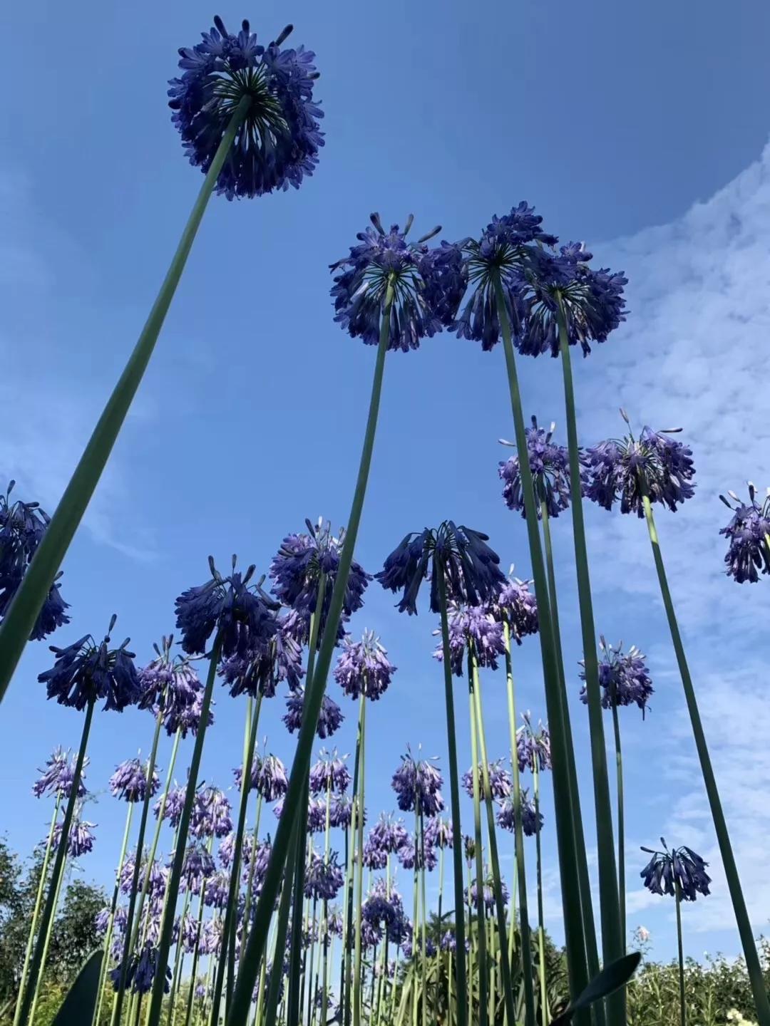 建一座完全不打药的生态花园，所有生命在这里和谐共处，值得收藏
