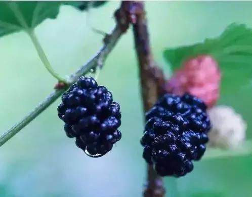 新鲜桑葚保存的做法,鲜桑葚的最佳保存方法