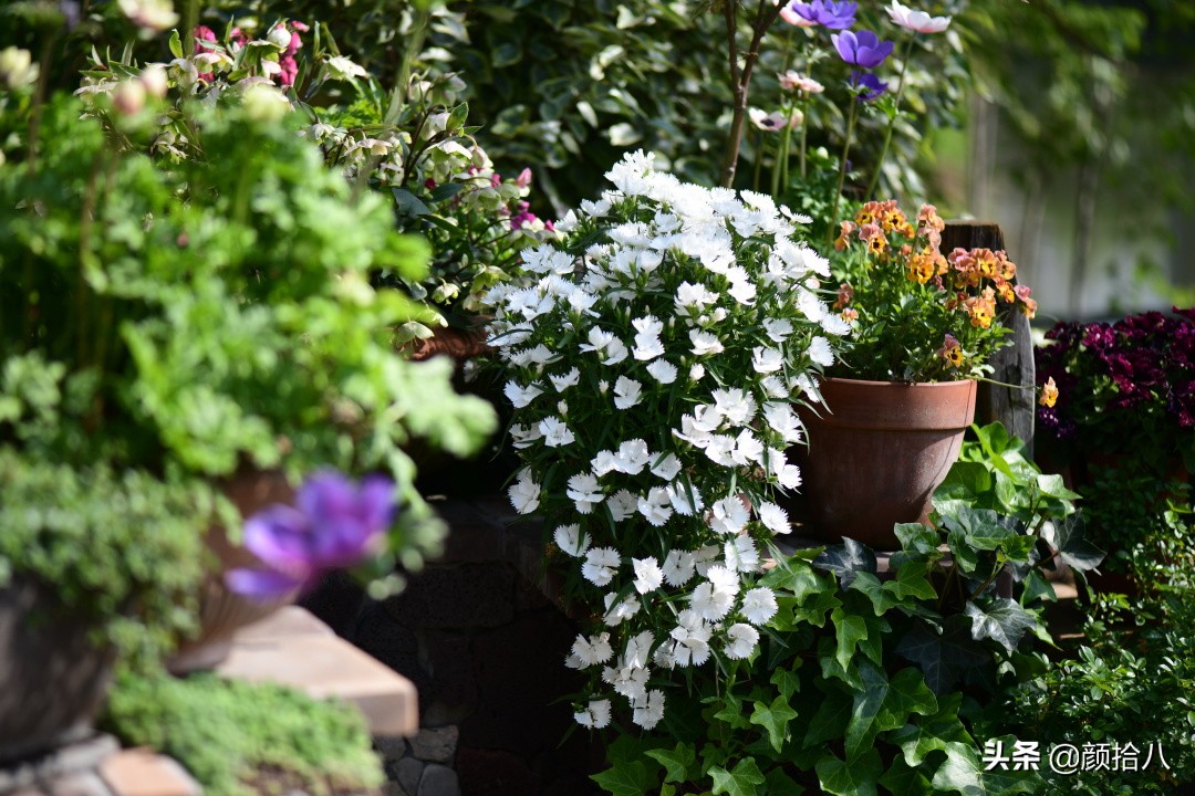 赶尽杀绝，花园里最痛恨的虫子|园丁