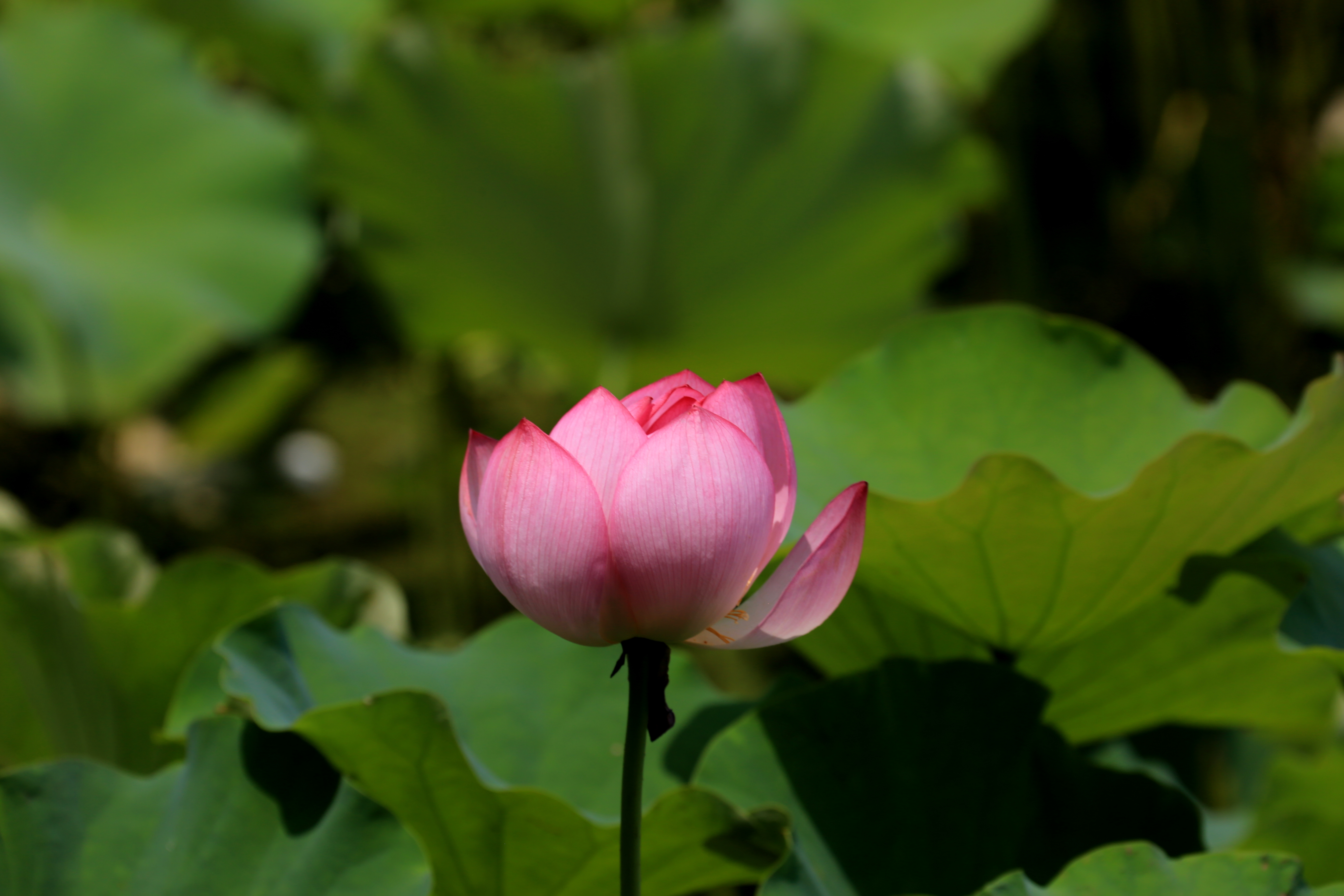 草原夜色美口琴视频,草原夜色美口琴音乐