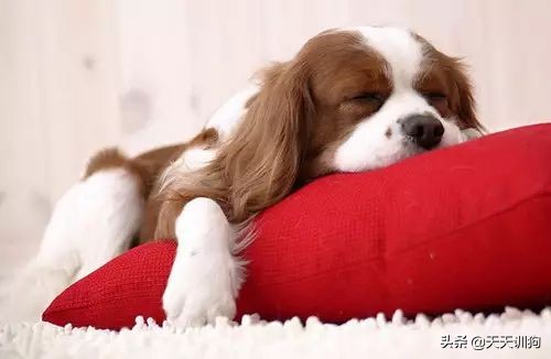 狗狗呕吐的原因,狗狗肠胃炎呕吐