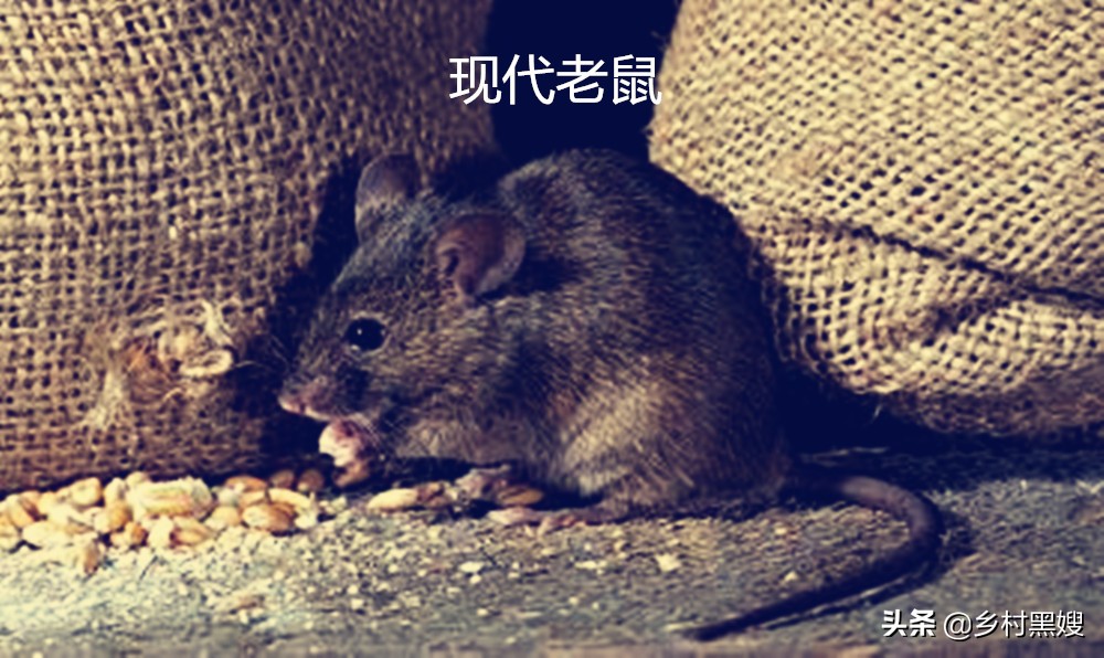 鼠类回忆录：一直被厌恶，从没被消灭！一口气搞懂鼠类的前世今生