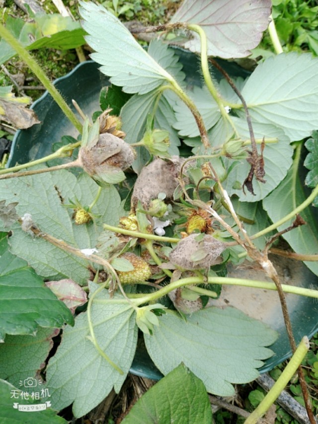 网上买的草莓苗太差了怎么办,怎么辨别草莓苗是不是真的